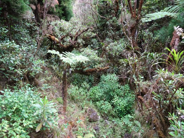 Les amateurs de mousses apprécieront le font végétalisé de cette petite ravine