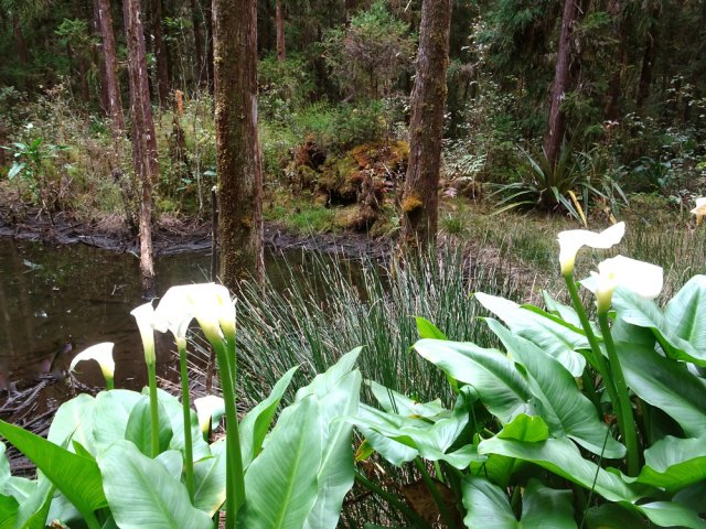 Petite mare entourée de joncs et d'arums