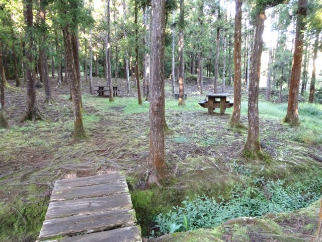 L'aire sous les cryptomerias, départ du sentier
