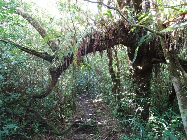 Très agréable sentier qui fait le tour du plateau sommital