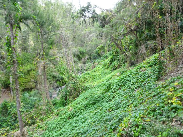 Les pentes de la Ravine Camp Henry sont couvertes de chouchous