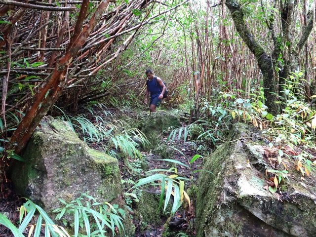 Il se poursuit dans les goyaviers et les roches glissantes