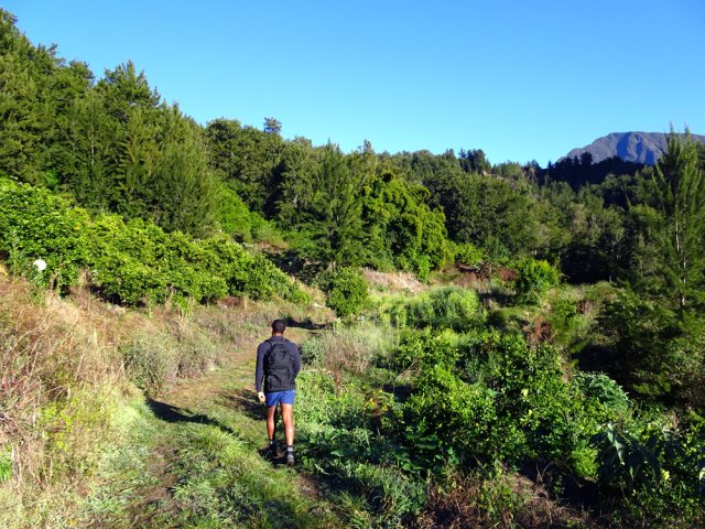 Traversée des champs d'agrumes en direction du Piton d'Anchain