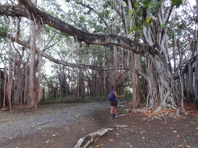 La courte allée mène aux premiers banians