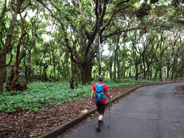 Véritable forêt de manguiers de chaque côté de la route