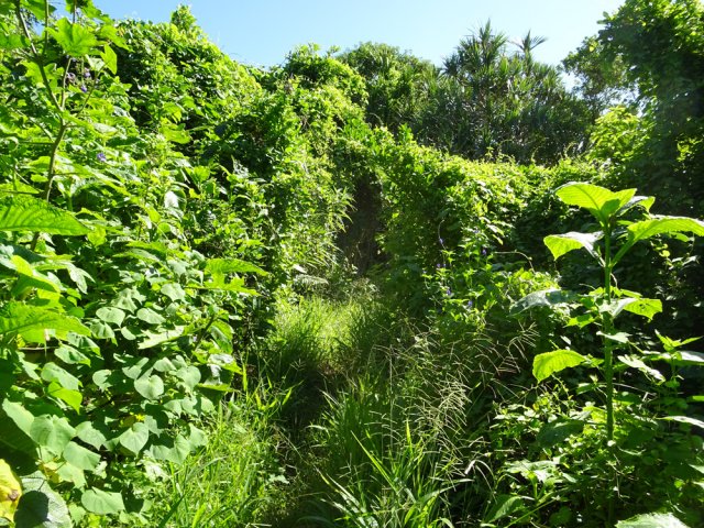 Tout le rempart est envahi de verdure qui pousse vite