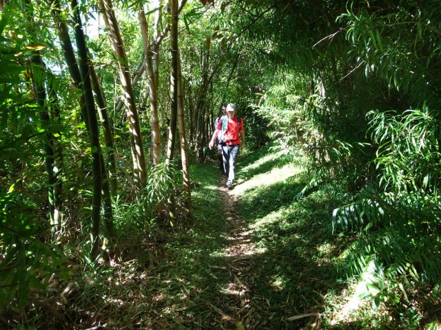 Pas mal de bambous tout au long de la traversée