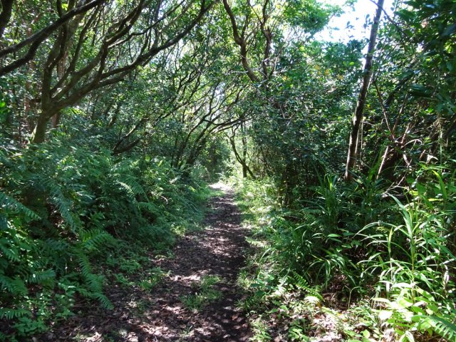 Le sentier qui descend du Gros Piton