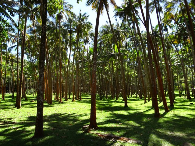 Les cocotiers ont mieux résisté que d'autres arbres lors du dernier cyclone