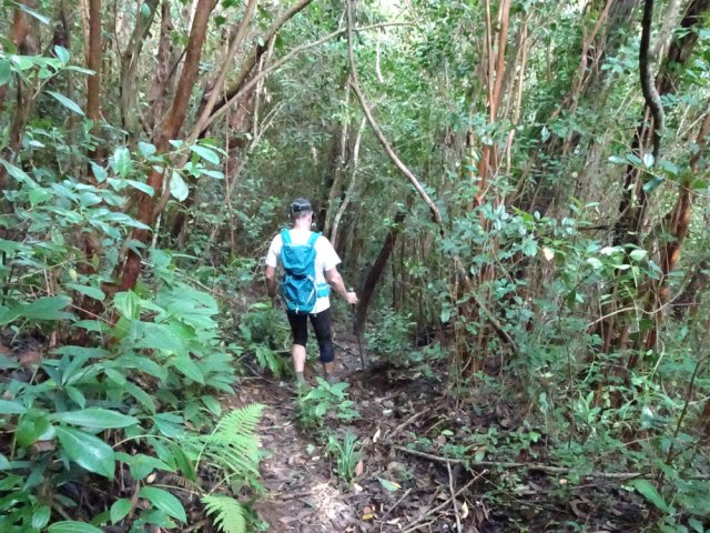 Raccourci dans les goyaviers pour franchir la Ravine du Moufia