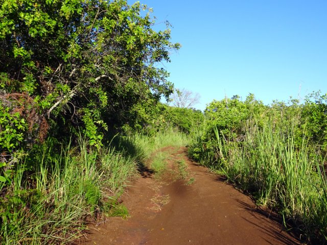Certaines pistes, en pente faible, sont très agréables