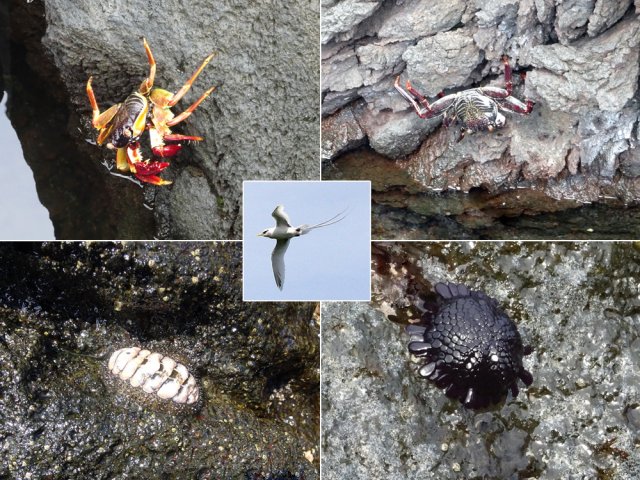 La faune rencontrée est essentiellement marine