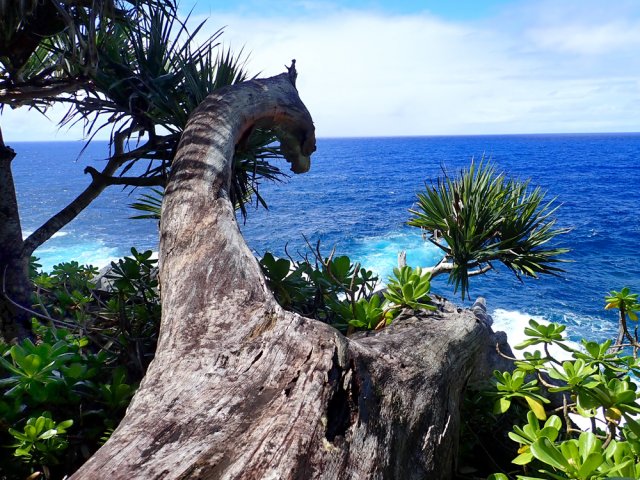 Ce filao mort veille sur les arches de la Porte