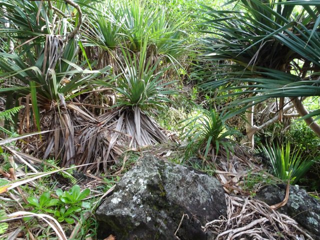 Même dans les vacoas, le passage ne se perd pas des yeux