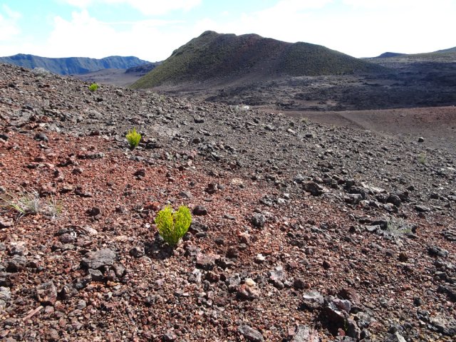 Encore une randonnée au volcan où la végétation ne griffe pas encore