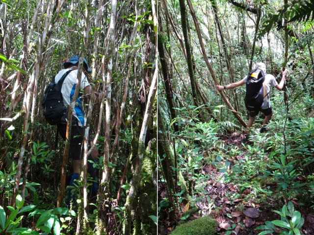 On retrouve les goyaviers serrés pour la forte montée de contournement