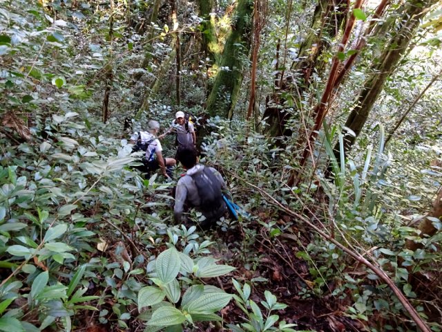 Descente tout aussi acrobatique dans les goyaviers