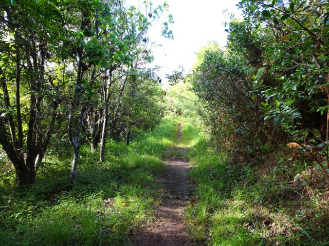 Quelques goyaviers tentent d'envahir la zone