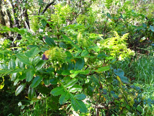 On rencontre fréquemment des tans rouges