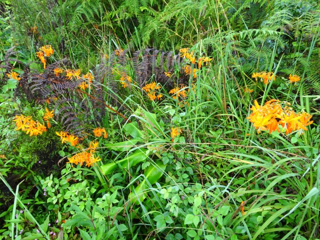 La couleur orange des montbréties égaye le sentier