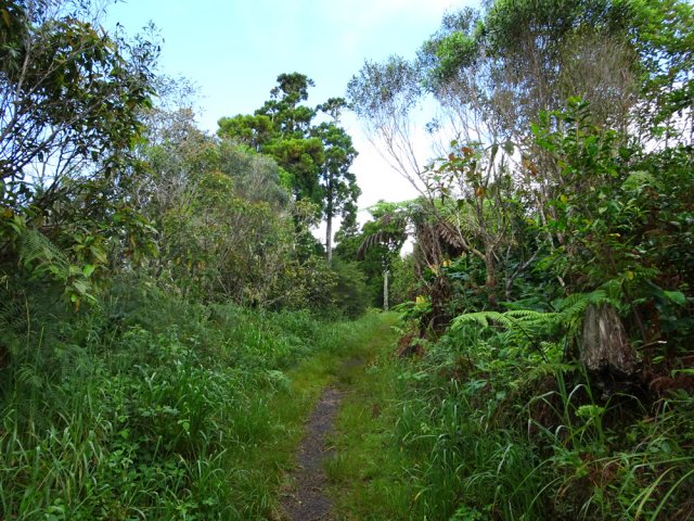 Les cryptomerias entourant l'aire de repos signent la fin proche de la boucle