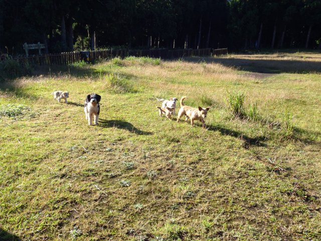 Même si cela est interdit, quelques croquettes dans le coffre leur prolongeront peut-être la vie