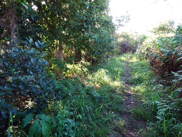 Début du parcours dans les bois de couleurs