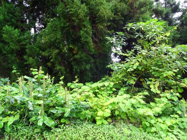 Jouvences, longoses, bringeliers et vigne marronne tentent l'invasion