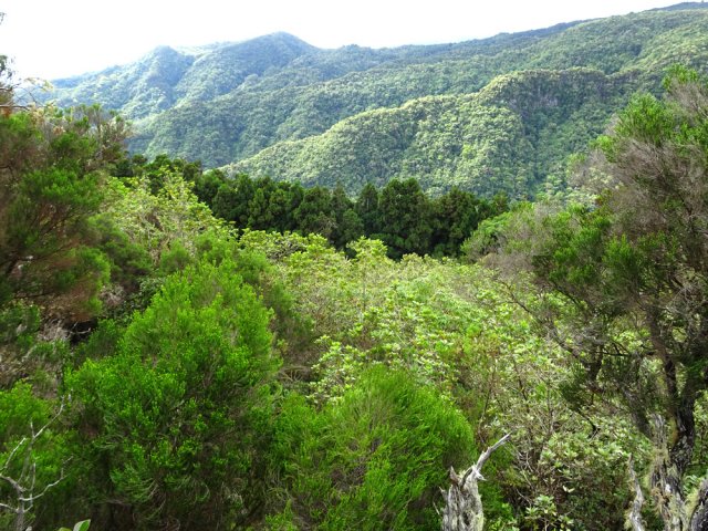 Panorama boisé vers le Pic Adam