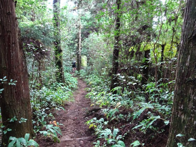 Une autre portion du sentier sous les conifères