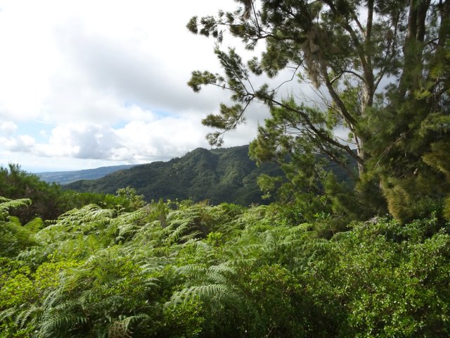Les trois filaos qui occupent le "sommet"
