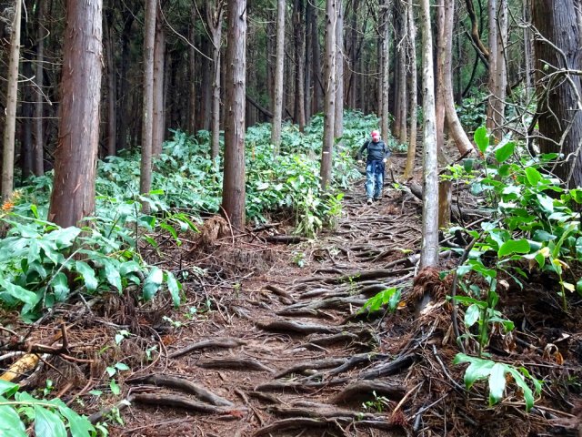 Tiens, encore des racines !