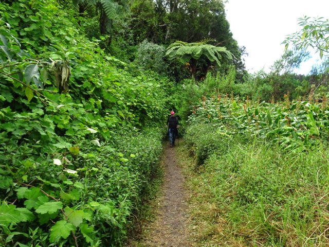 Le sentier est bordé de toutes sortes d'invasives