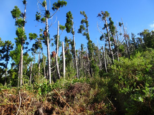 Certains cryptomerias ont souffert du passage des cyclones
