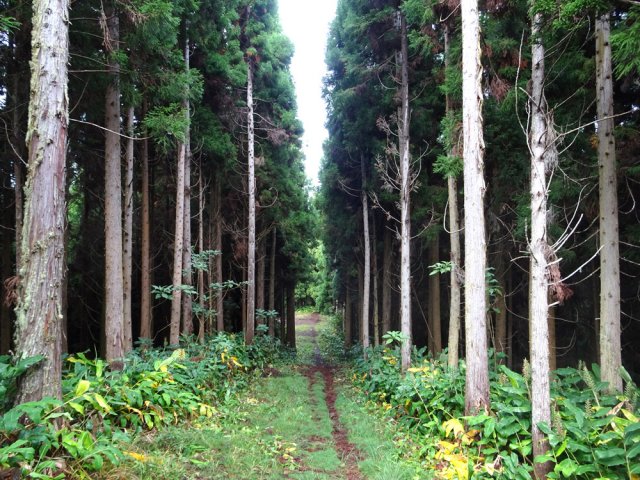 Arrivée dans la forêt de cryptomerias