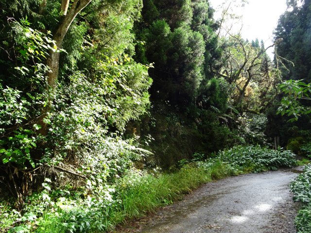 La végétation autour de la Ravine Laforge