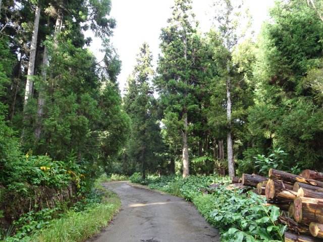 Descente de la Route Vaudeville entre les cryptomerias