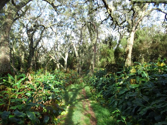 Les derniers mètres du sentier de Grande Terre