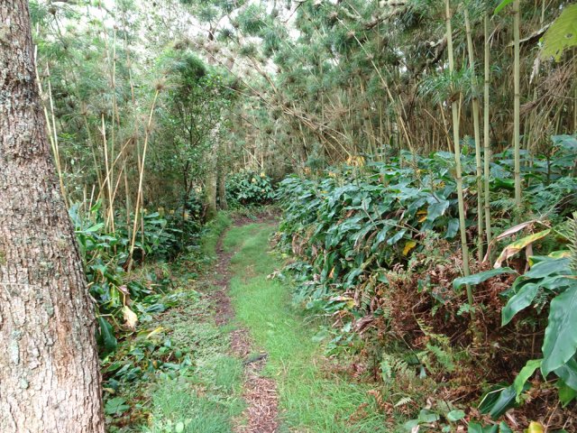 Le sentier est large, propre et en légère descente