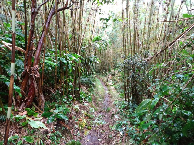 Les longoses n'ont pas encore détruit tous les calumets