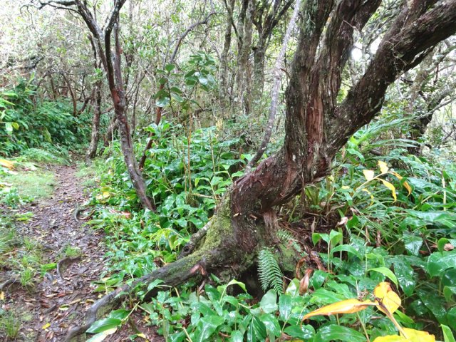 Un gros branle gris esseulé en bord de sentier