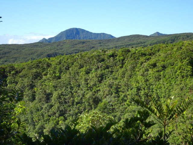 Rares trouées pour admirer le paysage vers le Morne du Bras des Lianes