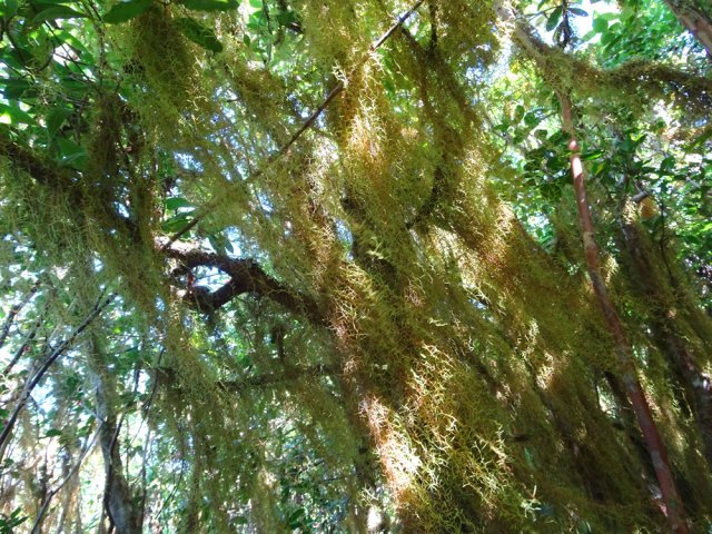 Traversée de quelques hectares de goyaviers recouverts de splendides mousses