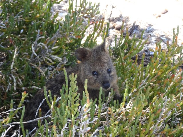 Adorable quokka qui ne bouge pas à l'arrivée du randonneur