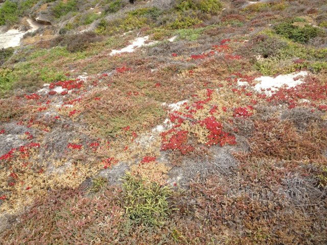 Beaucoup de plantes grasses et succulentes dans la partie est de l'île
