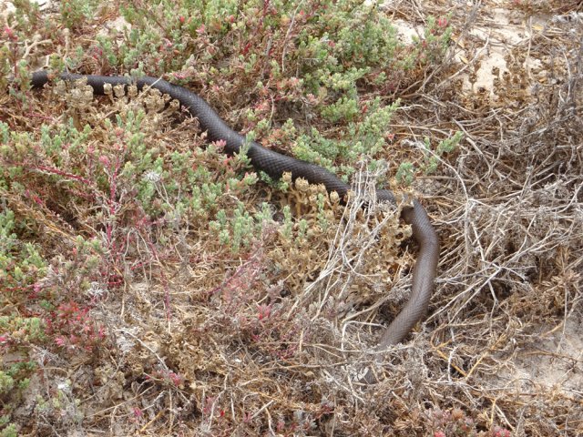 Les serpents sont dangereux et très nombreux