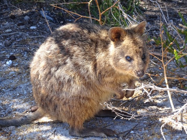 On les retrouve partout sans les chercher