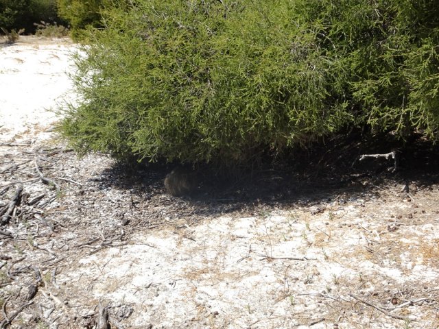 Un quokka faisant la sieste sous un arbrisseau