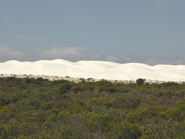 Certaines, très hautes, dépassent de la végétation