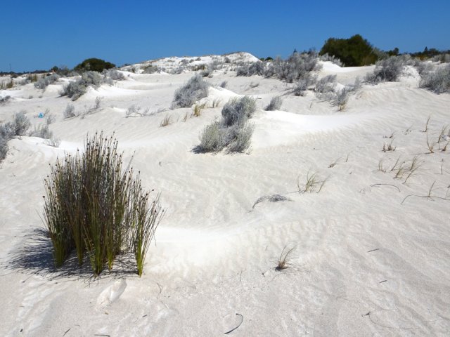 Les dunes de Lancelin débutent avec de la végétation